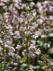 Fototapeta premium Flowers of Penstemon digitalis in summer garden