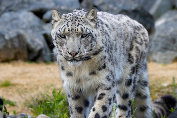 Snow leopard
