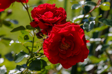 Climbing large-flowered red roses sort Elfe close up