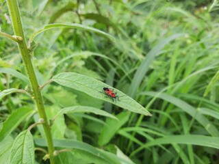 bug on a green leaf. Insect on the green leaf.