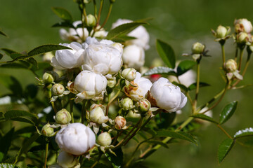 White flowers of Rosa Sneprinsesse in garden