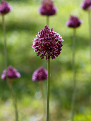 Fototapeta premium Round onion ( lat. Allium rotundum ) is a perennial herbaceous plant, a species of the genus Onion ( Allium ) of the Amaryllidaceae family