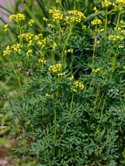 Fragrant rue ( lat. Ruta graveolens ) is a subshrub that grows wild in southern Europe and the Crimea in rocky, sunlit places