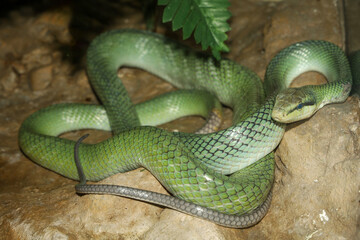 Close up head red tailed rat snake in garden