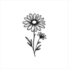 Daisy flower black silhouette isolated on a white background.