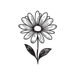 Daisy flower black silhouette isolated on a white background.