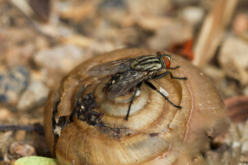 Close up The housefly insect on snail dead