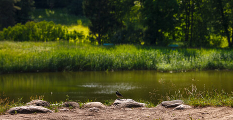 Wagtail on the riverbank. Beautiful landscape with the riverbank in the early morning
