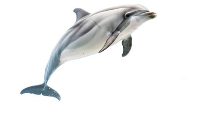 Fototapeta premium Graceful dolphin leaping in isolation against a clean white background, showcasing the agility and beauty of these marine creatures