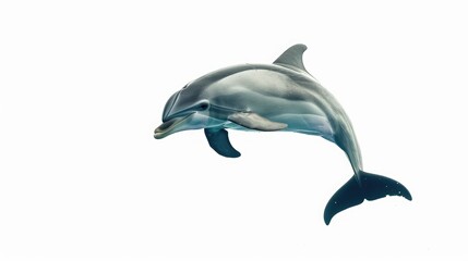Obraz premium Graceful dolphin leaping in isolation against a clean white background, showcasing the agility and beauty of these marine creatures