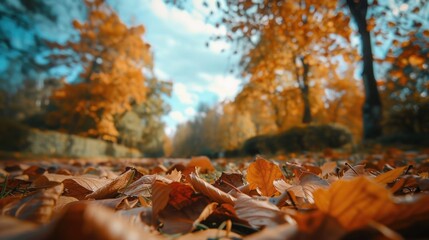 Autumn leaves on the ground