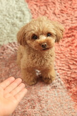 お手をするトイ・プードル