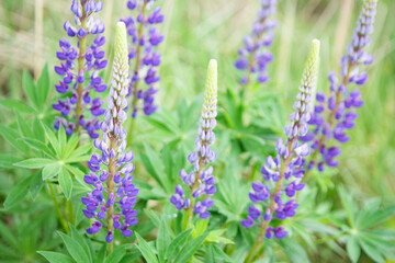 Background of blue wild flowers nature