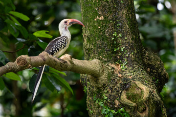 Northern Red-billed Hornbill - Tockus erythrorhynchus, colored hornbill from African bushes and savannahs, Taita hills, Kenya.