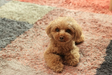 絨毯の上で伏せをするトイ・プードル