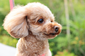 お散歩中のトイ・プードル