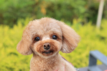 お散歩中のトイ・プードル