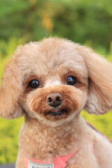 お散歩中のトイ・プードル