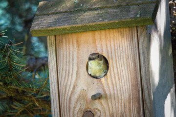 a spotted flycatcher female , muscicapa striata, perching on a nesting box at a summer morning