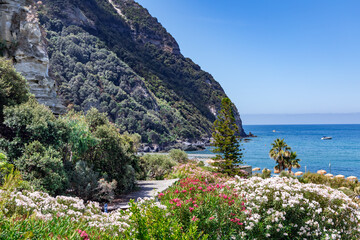 Flowering oleander bushes in beautiful gardens on background of volcanic mountains near the Tyrrhenian Sea coast on the Ischia island, Italy