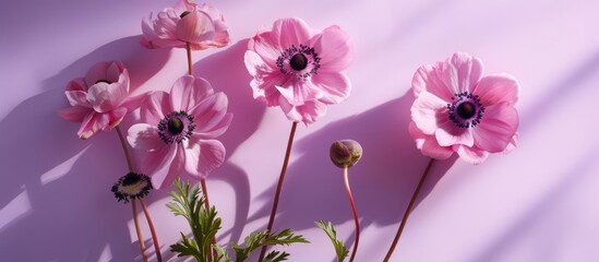 Fototapeta premium Spring abstract flower arrangement of Anemone sylvestris creating a flat lay with a bold shadow cast on a gentle purple backdrop. Ample space for text.