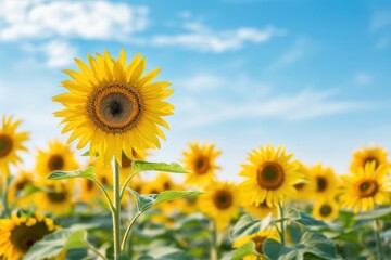 Fototapeta premium Bright sunflower field under a clear blue sky, capturing the vibrant colors and joyful essence of nature in full bloom.
