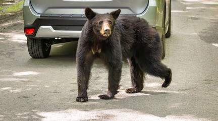 Juvenile Black Bear crossing a dirt road at Cades Cove National Park in Tennessee.