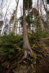 Large Tree Roots in a Spring Forest. Borzhava range. Carpathian mountains, Ukraine