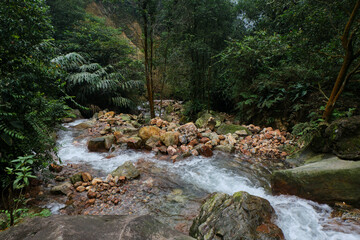 Enchanting River Flow through Lush Tropical Forest