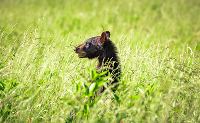 Juvenile American Black Bears peeking over the tall grass at Cades Cove National Park in Tennessee.