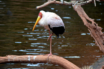 yellow billed stork