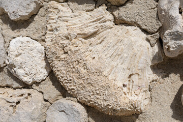 Coral Construct. Coral: Nature’s Architectural Marvel in Sustainable Building.