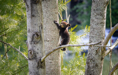 Baby Black Bears in the trees at Cades Cove National Park in Tennessee.