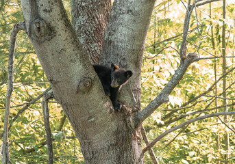 Baby Black Bears in the trees at Cades Cove National Park in Tennessee.