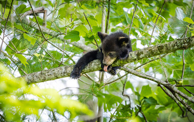 Baby Black Bears in the trees at Cades Cove National Park in Tennessee.