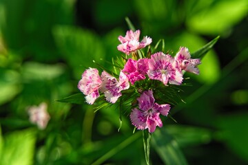  Small flowers of Turkish carnation stand out brightly against the green background.                              
