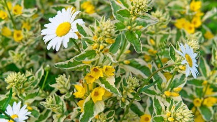 Natural background of thickets of blooming loosestrife and white daisies.                               