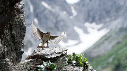 whinchat, Saxicola rubetra Stiaccino