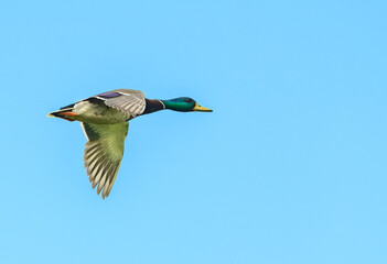 Obraz premium mallard wild duck (Anas platyrhynchos) male flying