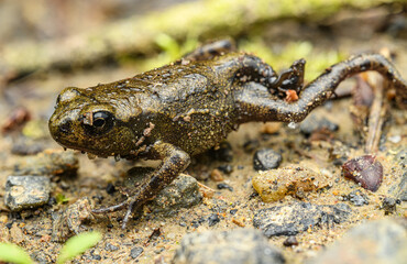 young European fire-bellied toad (Bombina bombina) on the ground