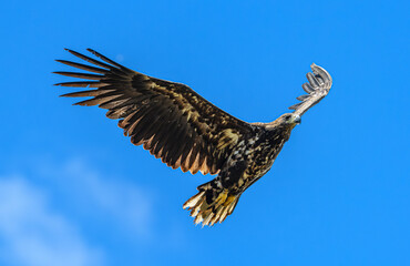 juvenile white-tailed eagle (Haliaeetus albicilla) in flight
