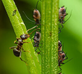 ant on a stem taking care of aphids