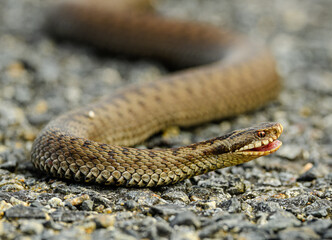 common European adder or viper (Vipera berus)