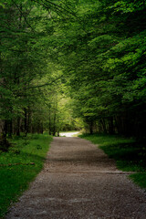 A path through a forest with trees on both sides