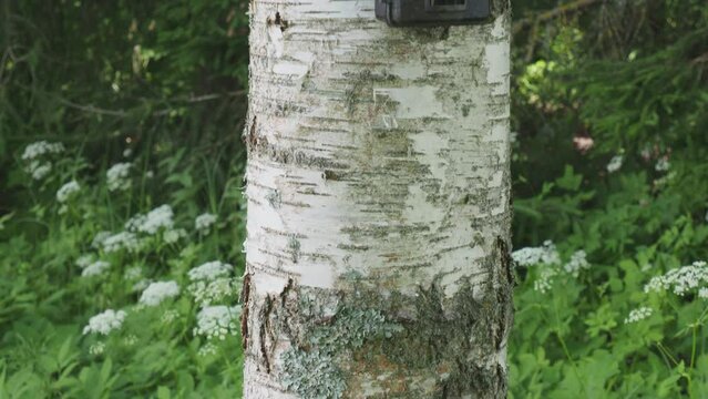 Camouflaged hunting camera on tree trunk. Hunting trail camera in forest. Nature observation opportunities