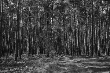 dirt road in dense mixed forest on a sunny day in summer