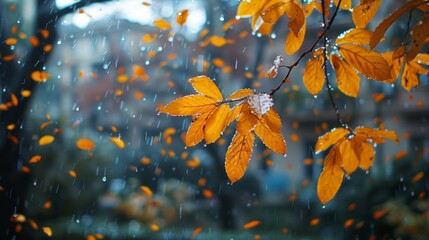 A view of a tree with yellow leaves from the window when it rains in the fall. Looking out of the window at a yellow-leaves tree during an autumn rainstorm.