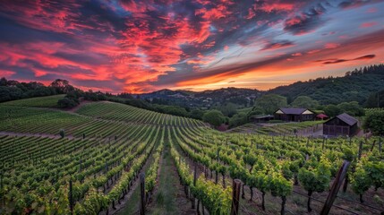 Naklejka premium Vineyard Sunset with Dramatic Sky