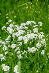 Soft focus on blooming buds of Yarrow Achillea flowers against a background of green leaves.