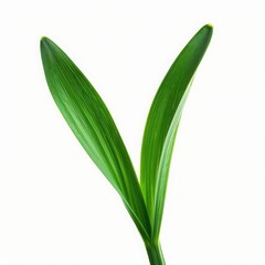Obraz premium A daffodil leaf with its long, straplike form and bright green color, isolated on a white background